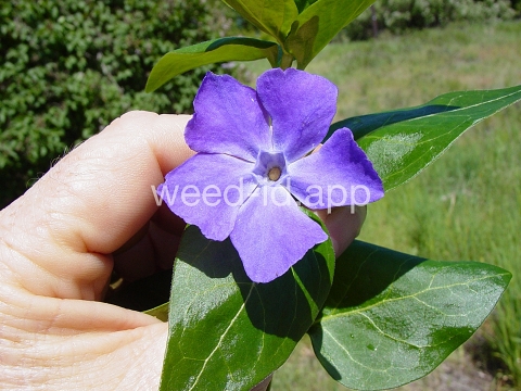 periwinkle, big